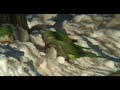 Quaker Parrots in the Snow