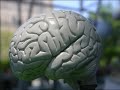 NUTRICION CEREBRAL