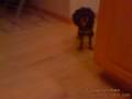 videos de Charlie!
