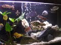 O Peixe Óscar (astronotus oscelatus) considerado por muitos como um peixe extremamente agressivo e territorialista, dependendo da criação, pode se mostrar bem desenvolvido mesmo em um aquário comunitário (se acostumado desde muito jovem). Como acontece com outros animais, o peixe óscar tem fama de ser um peixe totalmente domesticável, podendo inclusive reconhecer seu dono e aceitar carinhos. Fiz este vídeo para exibir este belo casal (creio q seja um casal), pois pretendo estudar um pouco mais sobre esse peixe maravilhoso. Almé deste laguinho/tanque, possuo outro exemplar de Oscar tigre que sempre viveu sozinho e se tornou um mostro em ferocidade e adora devorar peixes menores, assim entao posso mostrar esses lados da criação desses belos animais. Espero que gostem e comentem! Abraços! 