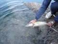 Pescando Lucios en Almoguera