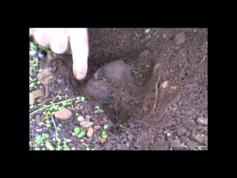 how to harvest truffles