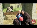 JustForLaughsTV - Gorilla Plays Ball