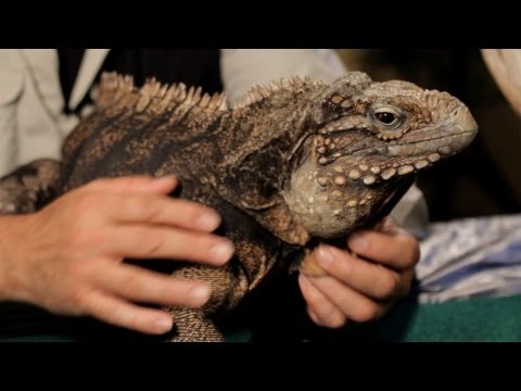 how to take care of a baby green iguana