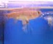butterfly fish