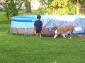 JAMIN JAIDEN ENJOYING THE BACKYARD WITH KILLER