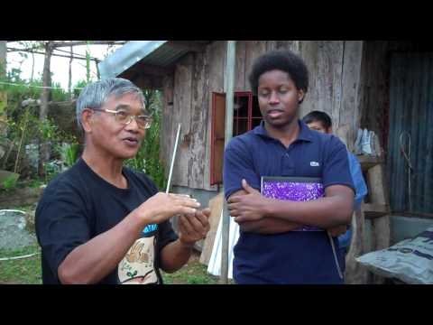 how to replant lemongrass