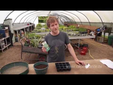 how to plant sweet basil