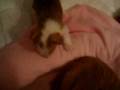 videos de Podengo puppy Lizzie at 3weeks.MOV