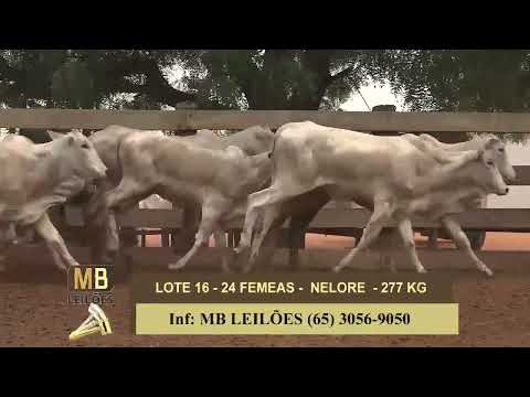 1� LEIL�O VIRTUAL FAZENDA NAYARA & CONVIDADOS