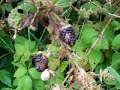 Wild Edibles : Wild Blackberries - Part 3 Wild Edibles : Wild Blackberries - Part 3
