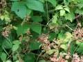 Wild Edibles : Wild Blackberries - Part 3