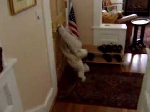 WATCH: Dog HATES junk mail