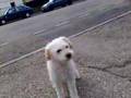 chien qui chante!