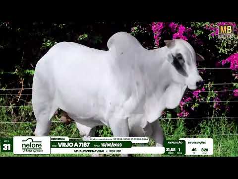 LEIL�O NELORE MATO GROSSO E ASSOCIADOS