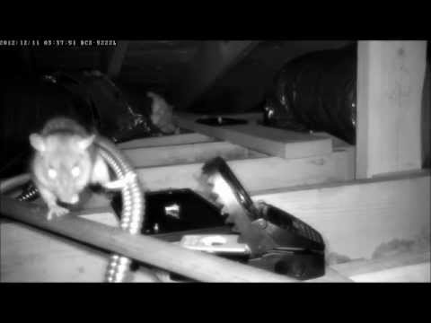 how to eliminate roof rats