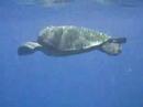 Swimming with the Turtles