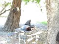 Daigo sleeping on a table Daigo sleeping on a table