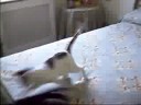Pelea gatuna