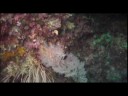 2008 Diving Tubbataha Reef Philippines 4/5