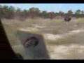 Ostrich Running