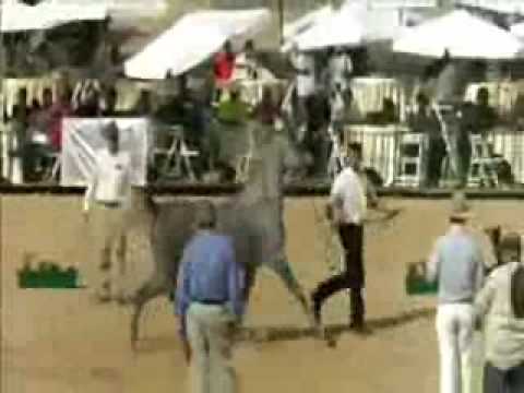 لبنا بنت اللهيب 2 