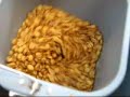 Bread Machine Heat Gun Coffee Roasting