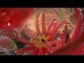 Underwater Demonstration