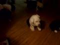 Puppies 4 weeks 