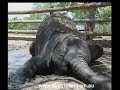 Cute Baby Elephant