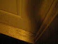 My dog opening the door