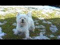 videos de Chomper