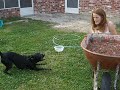 A Coonass Black Lab A Coonass Black Lab