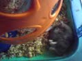 Hamsters life