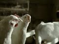 Le hit de tous les poulaillers branchés!                           The hit played in all the best hen houses!