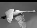 SAINT SAËNS LE CYGNE (THE SWAN)