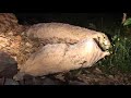 Reintroduction of beavers to Scotland