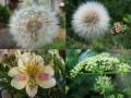 Un bon dimanche aux tr�sors de nos jardins !!