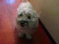 Aquiles Tossindo