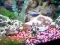 My New-er fish tank