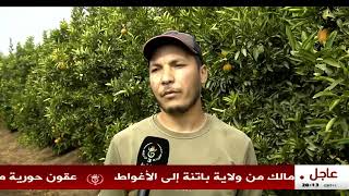 مستغانم - فلاحة | تقنيات حديثة ويد عاملة مؤهلة في مستثمرة عصرية