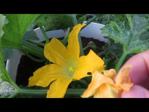 how to hand fertilize zucchini