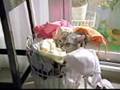 cute cat