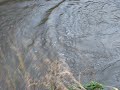Elfiskeri i Arn�en 7