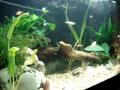 Aquario plantado com anubias e outras plantas que apanhei no rio das quais nao sei o nome...espero que gostem! 