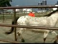 Wild Mustang Demo