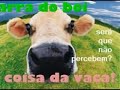 Contra a Farra do Boi