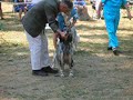 Dog Show  English Setters