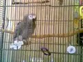 smart-african-grey-parrot-lola.html