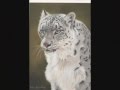 Art pictures